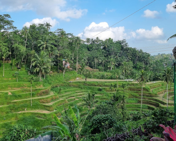 Tegallalang Rice Terrace